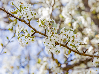 Spring Blossoms